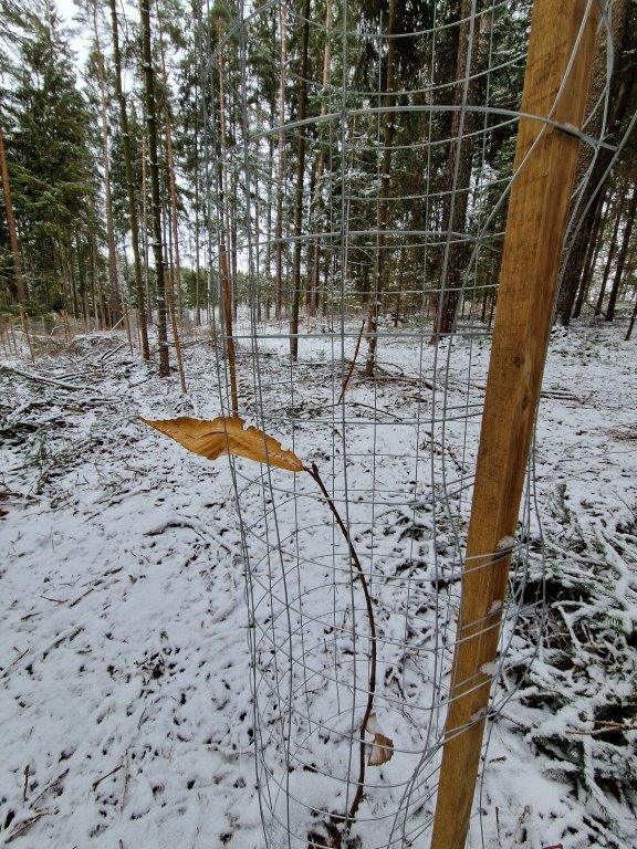 Aufforstungsfläche mit jungen Bäumen und Schutzzäunen